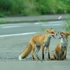 red fox sisters4