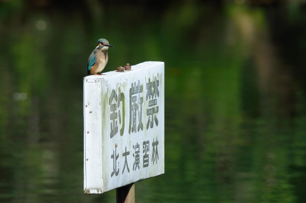 看板娘