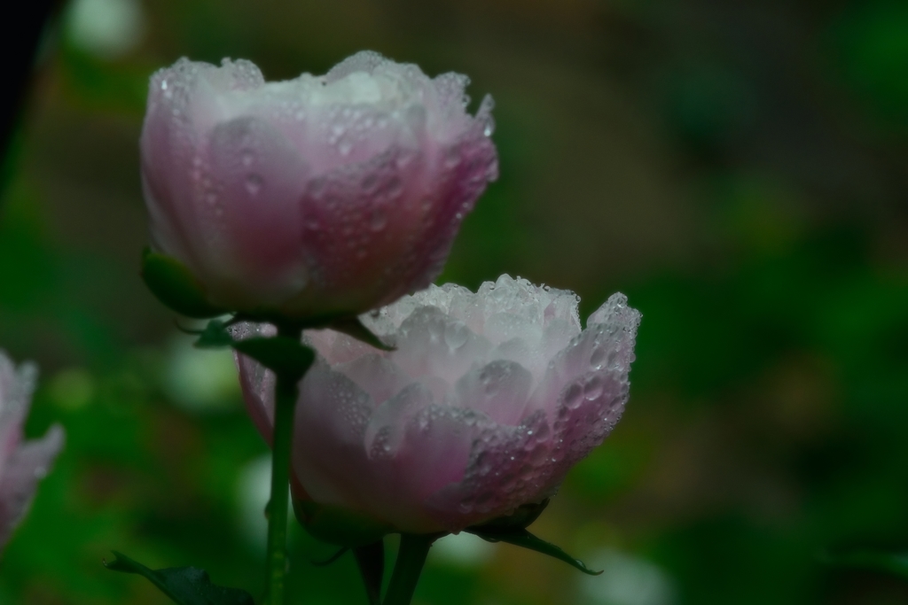 6月の雨の日⑦