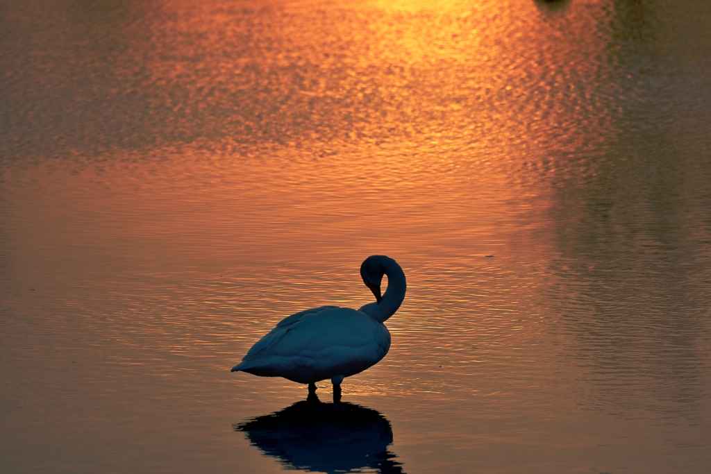 夕暮 水面 白鳥