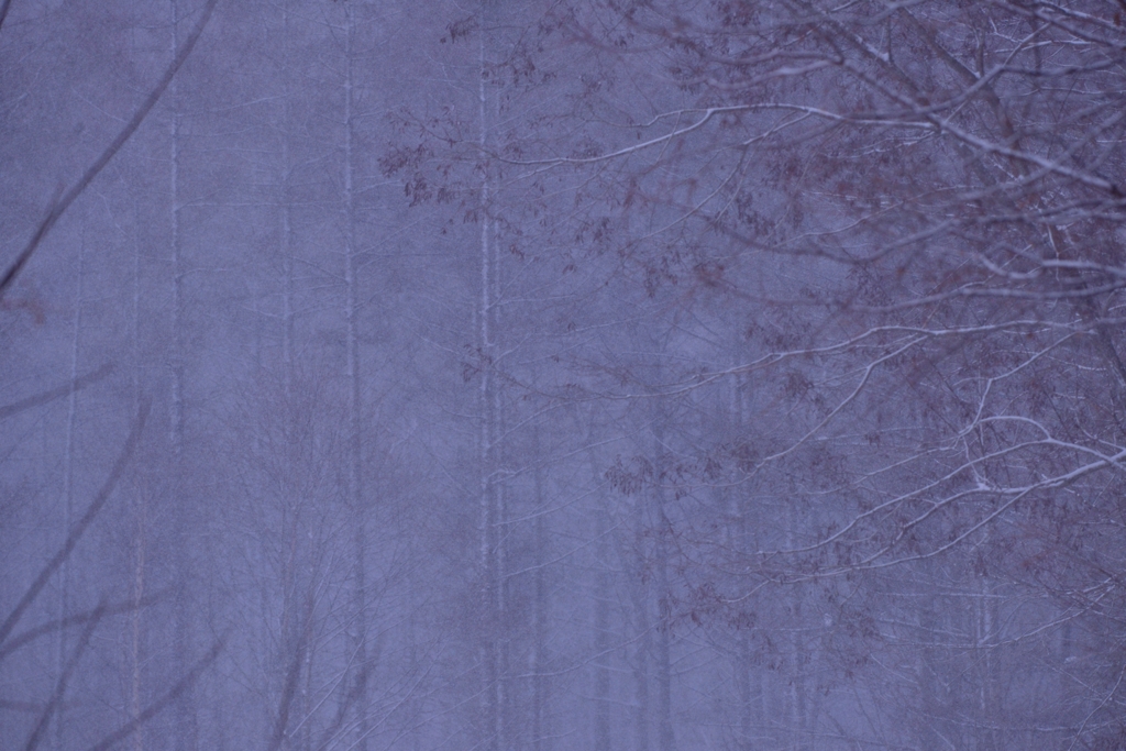  雪深々