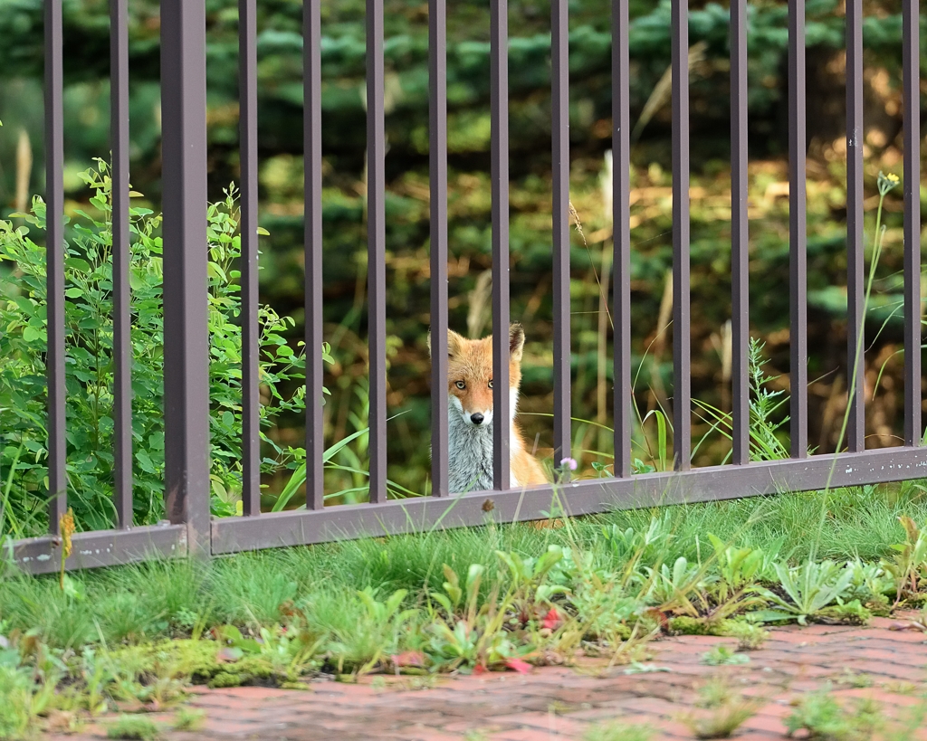 red fox sisters7