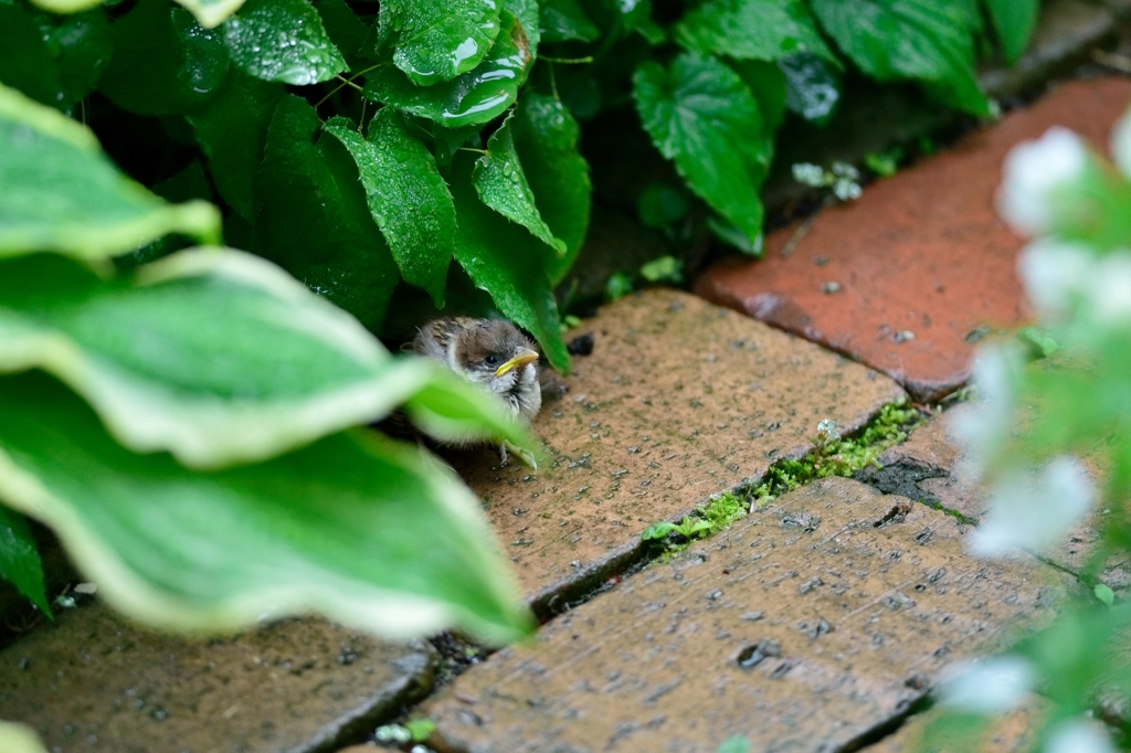 ６月の雨の日①