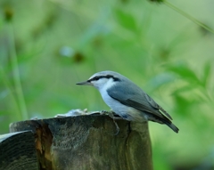 秋　森のなかまたち　ゴジュウカラ1