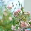 庭の花(9)