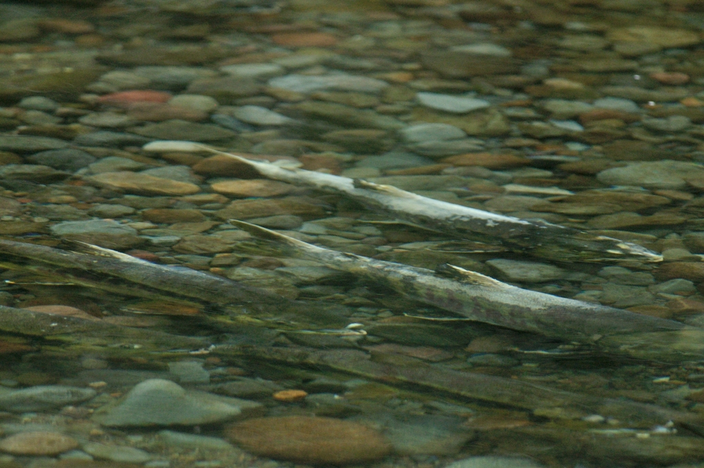 鮭ウォッチング7