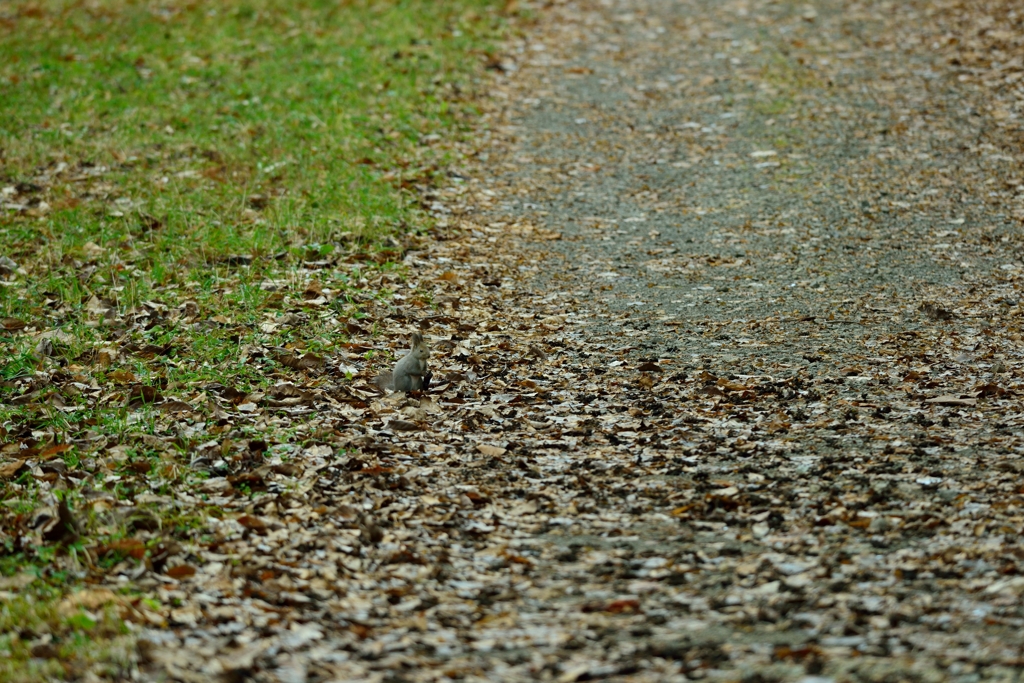 ふたたび巡り、やがて冬　-　-　見えますか？　-　-