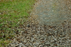 ふたたび巡り、やがて冬　-　-　見えますか？　-　-