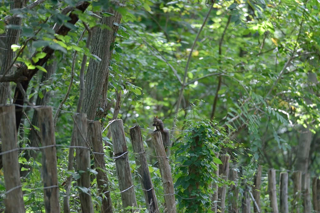 森はもう秋　