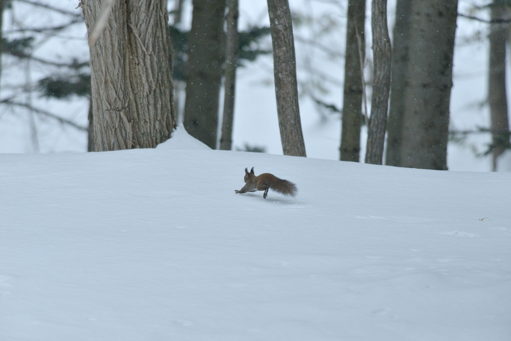 リスが樹液をなめるころ　5