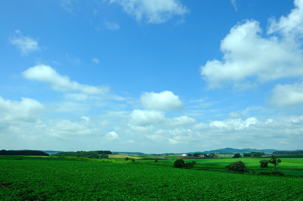 東千歳　夏の風景