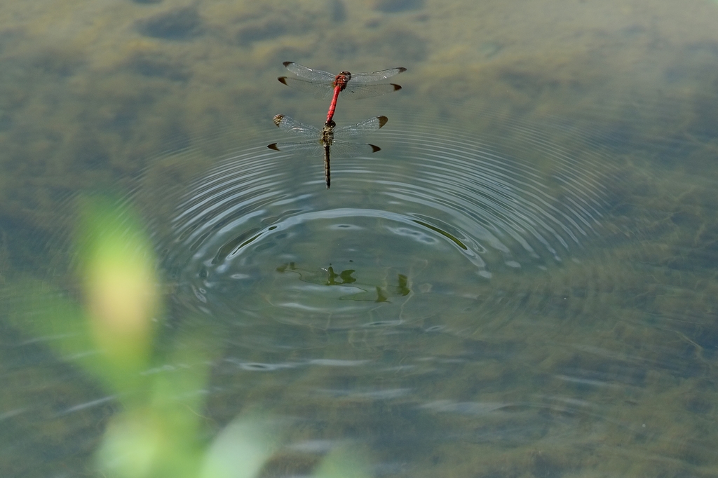 ノシメトンボ-2 ==>コノシメトンボに訂正します。