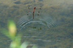 ノシメトンボ-2 ==>コノシメトンボに訂正します。