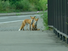 red fox sisters3