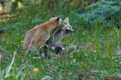 ６月の小狐たち-3