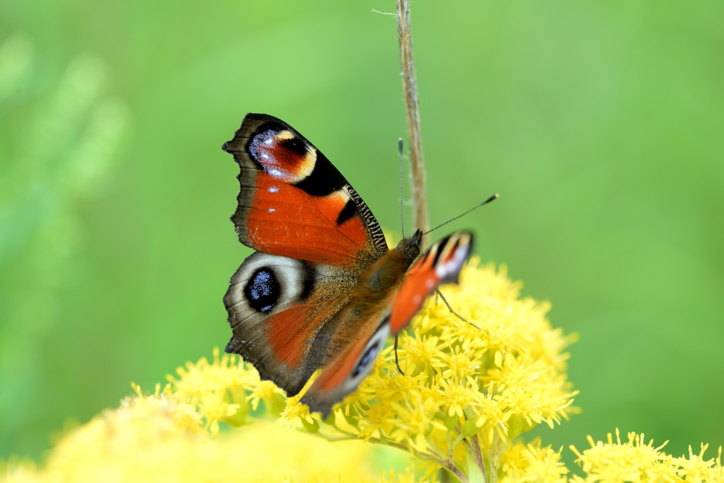 クジャクチョウ