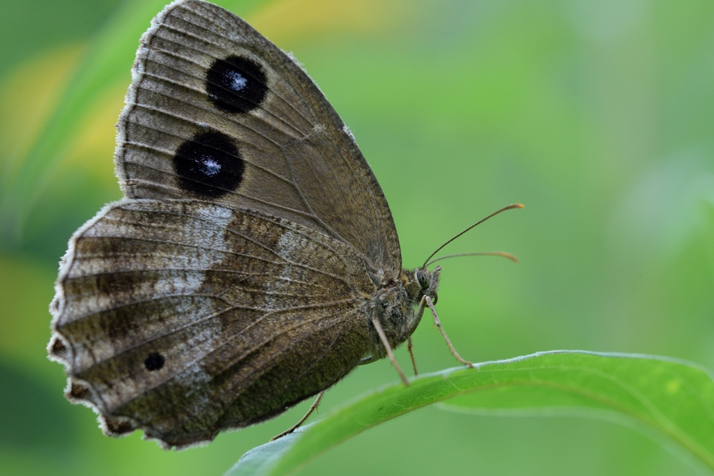 ジャノメチョウ