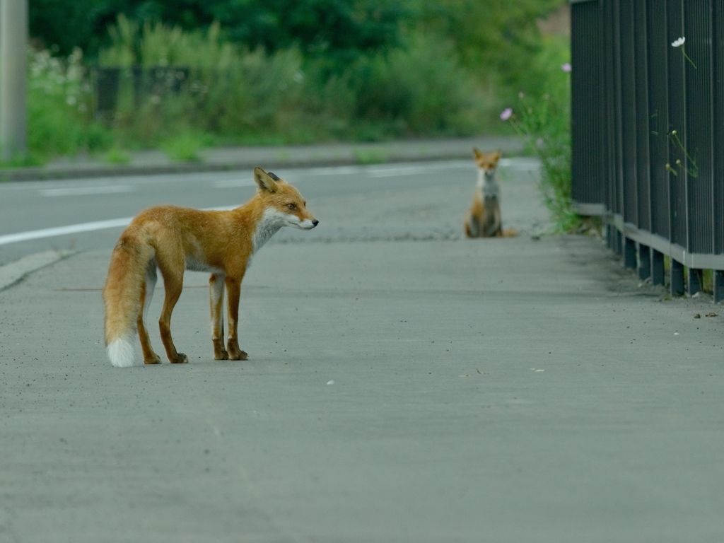 red fox sisters2