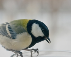 超ずぼら野鳥観察　シジュウカラ　マクロ