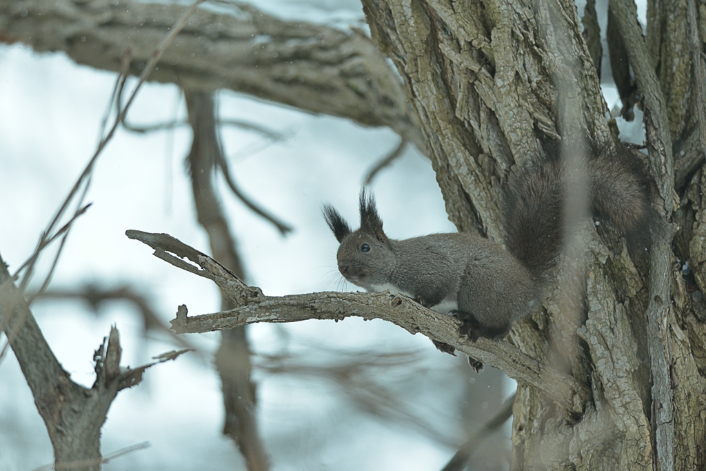 リスが樹液をなめるころ　4