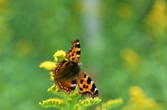 エルタテハ エルタテハ