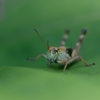 ミヤマフキバッタ