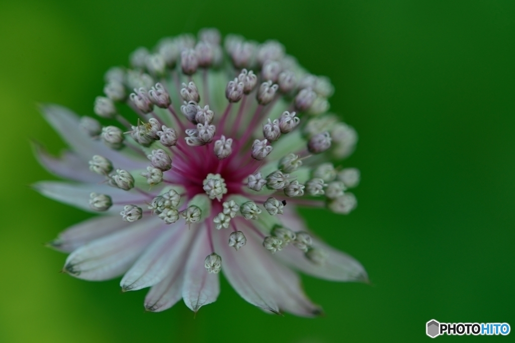 庭の花(1)