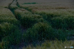 仔馬・麦秋・微雨煙る夕暮　9