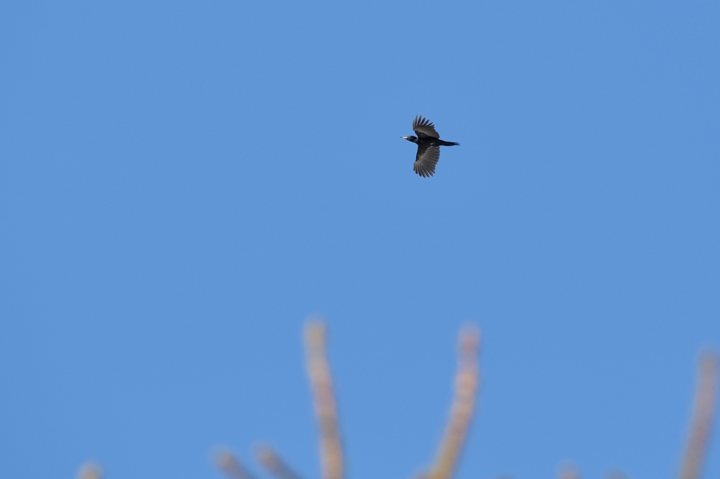 変なカラスと思ったら　２