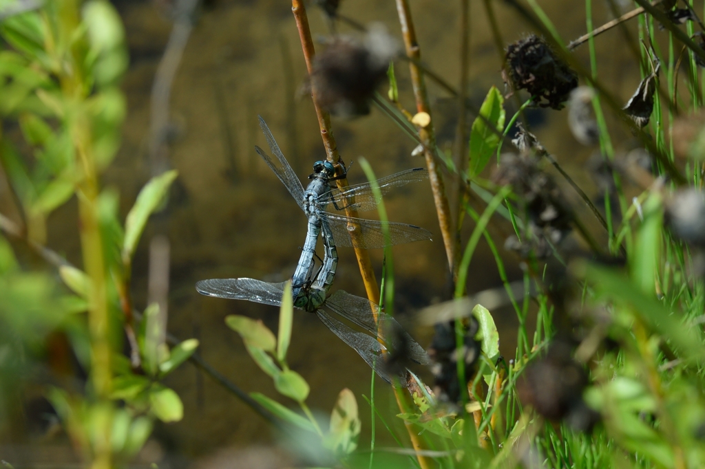 シオカラトンボ