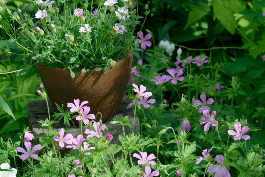 芍薬が目覚める頃　8