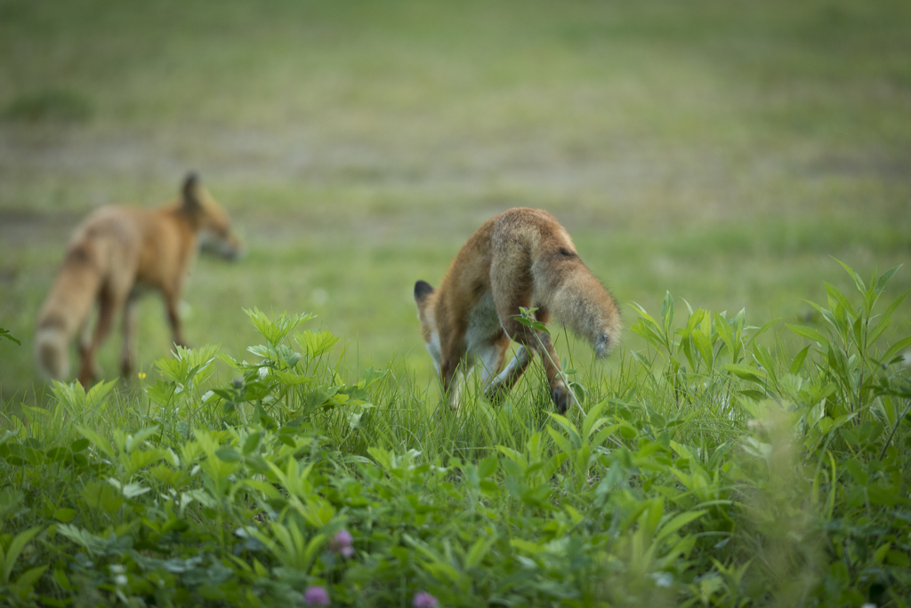 或る日のキツネ-1578