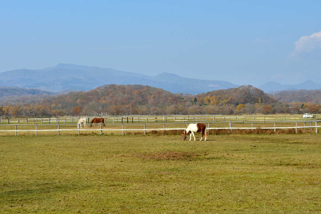 鮭ウォッチング２
