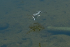 シオカラトンボ-2