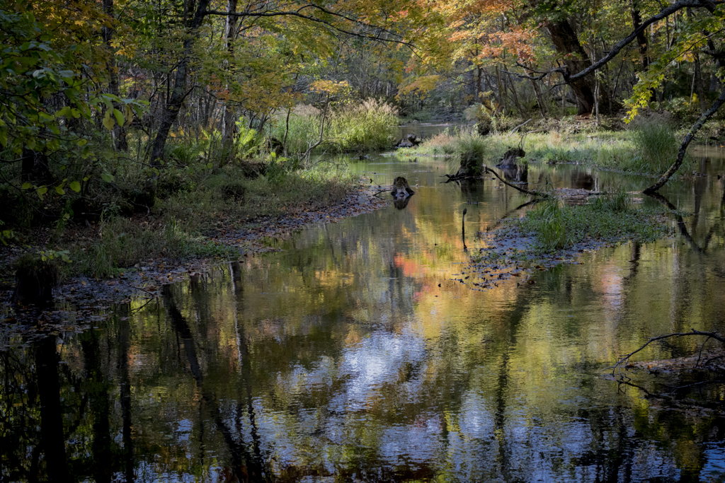 森の水面・秋静かに