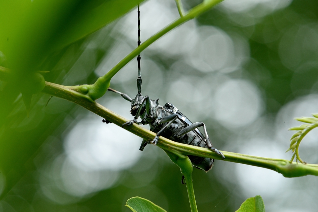 ゴマダラカミキリ