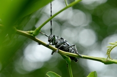 ゴマダラカミキリ