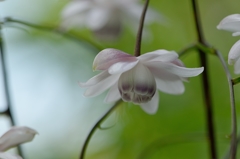 夏の終わり　最後にひらいた一花