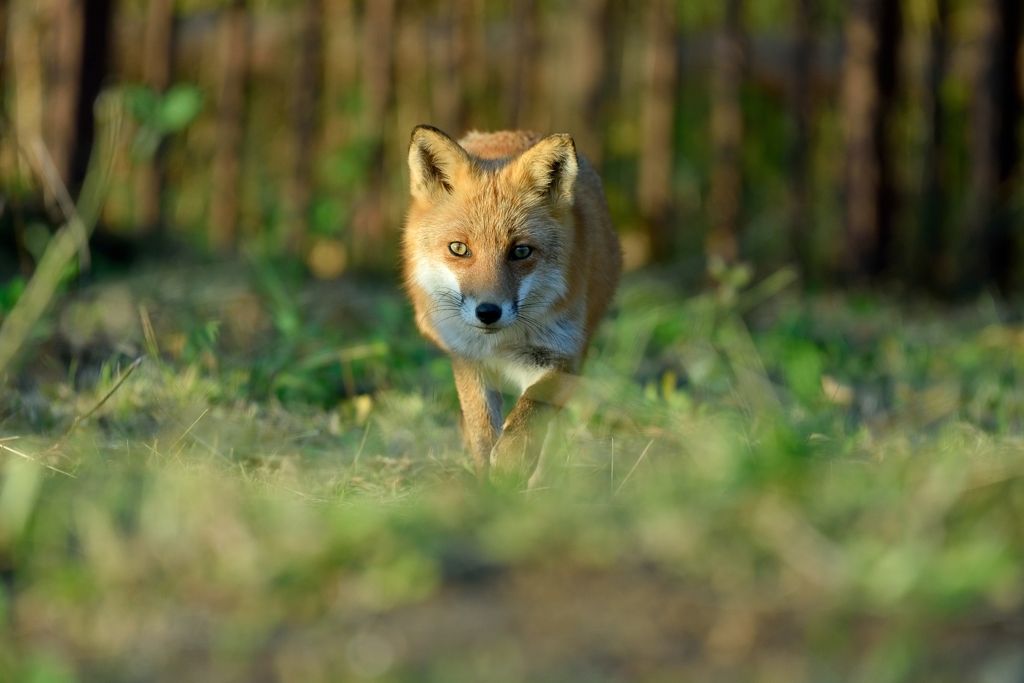 夕方散歩　近所のキツネ達1