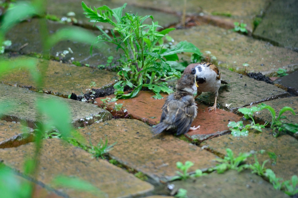 ６月の雨の日③