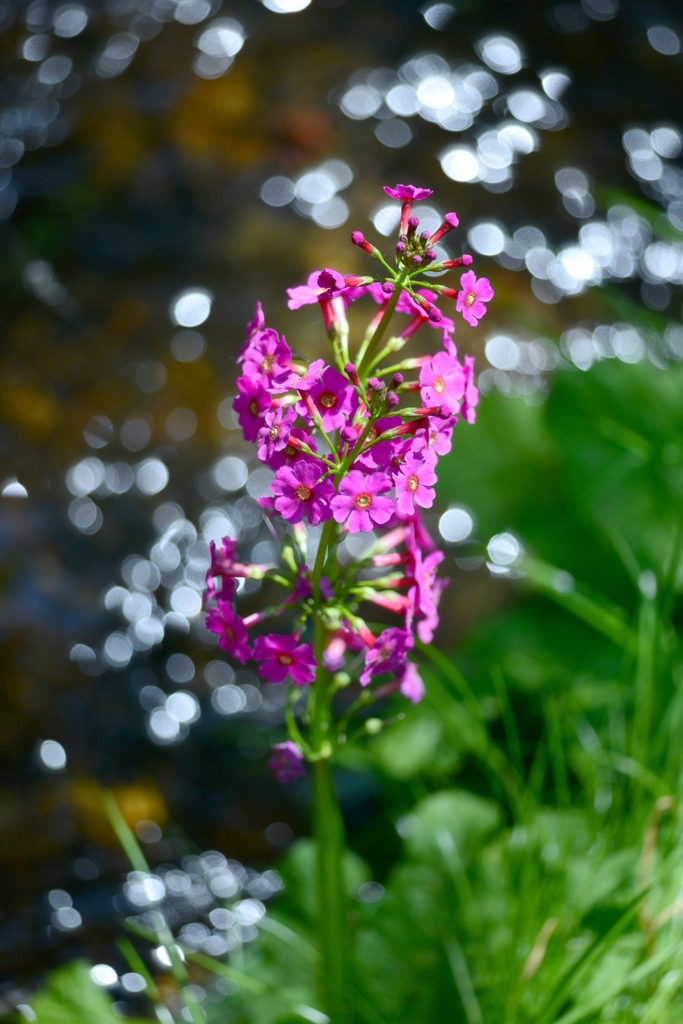 渓川の陽だまりに