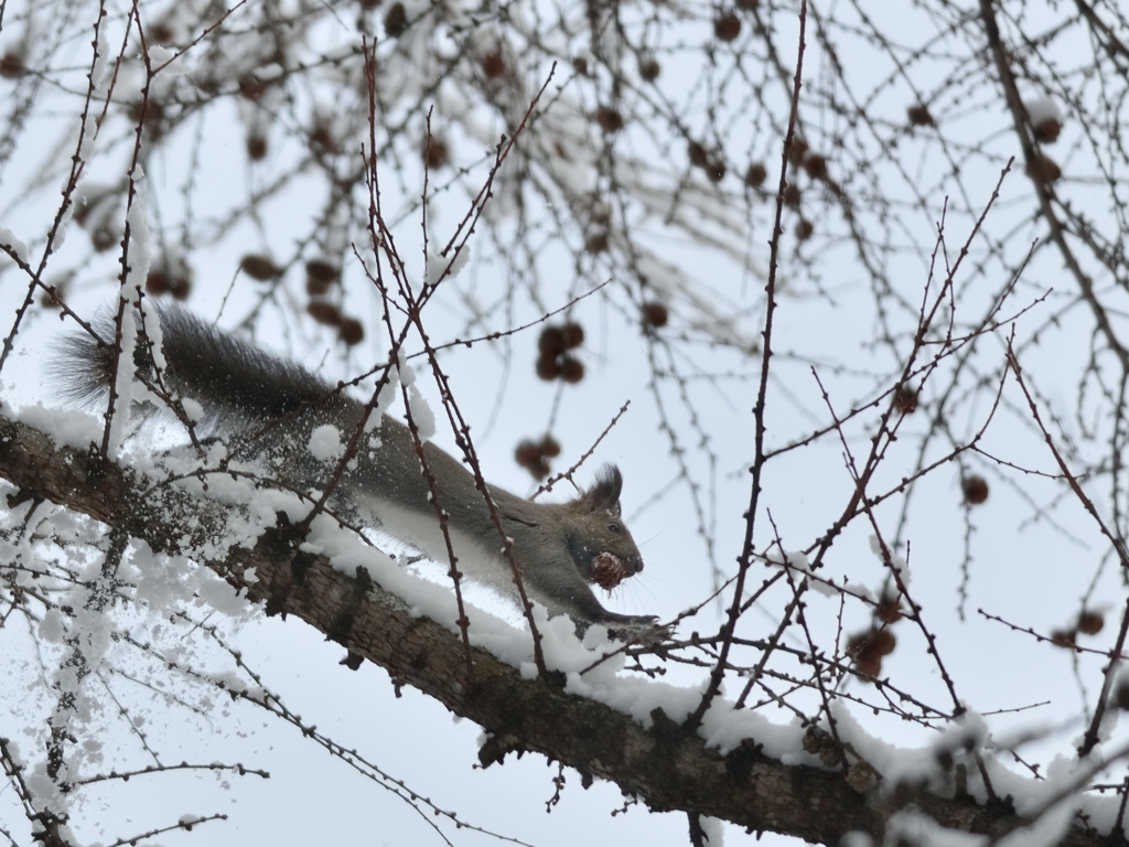 １２月・カラマツの森4