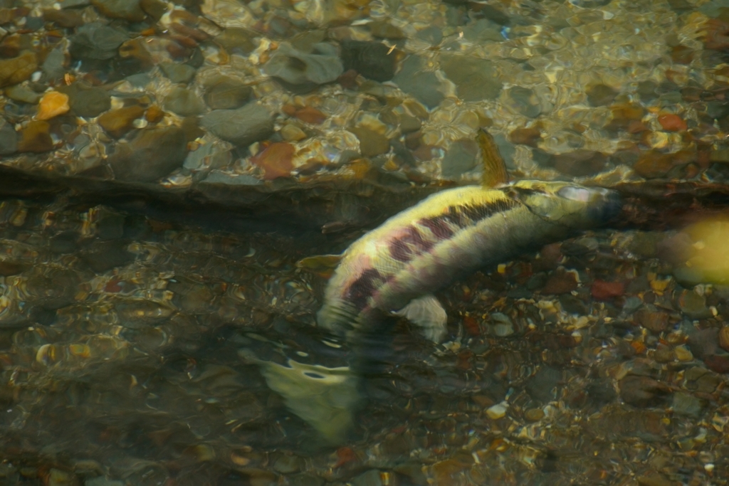 鮭ウォッチング9