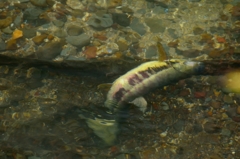 鮭ウォッチング9