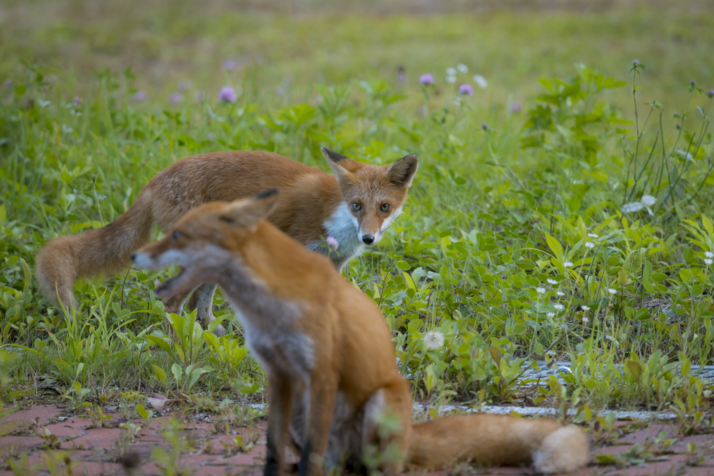 或る日のキツネ-1392