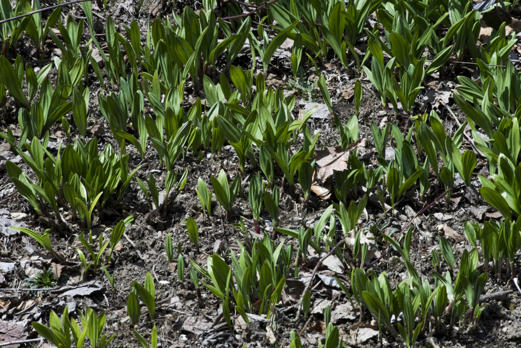 陽春キララ　小川の散歩道④