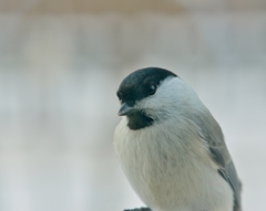 超ずぼら野鳥観察　 ハシブトガラ マクロ