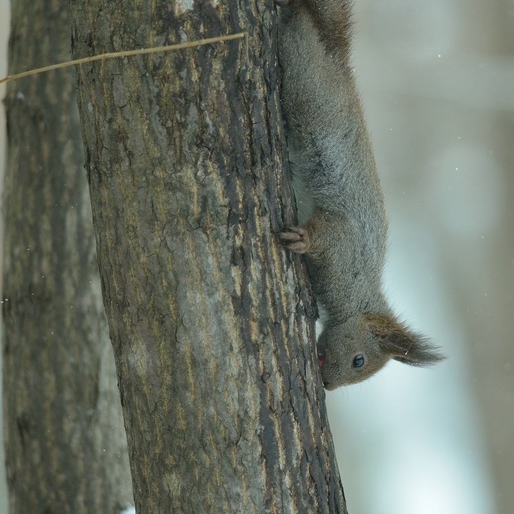 リスが樹液をなめるころ　2