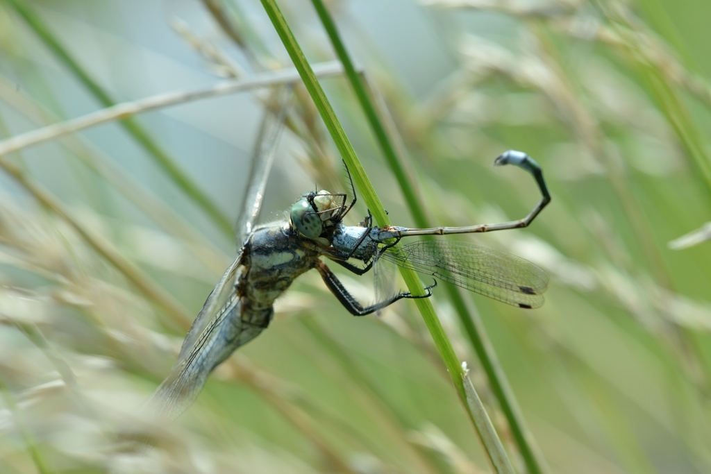 更に近づいてみました。