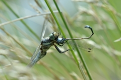 更に近づいてみました。